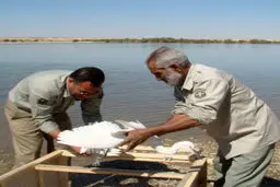 مدیرکل محیط زیست سیستان و بلوچستان: جوجه پرنده‌های سیستان در تالاب هامون رهاسازی شدند