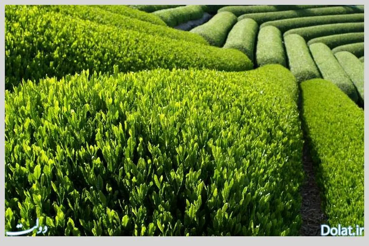"سوختگی بوته‌های چای ۷۰ درصد برداشت برگ سبز را کاهش داد"