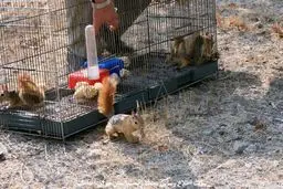 ۹ عدد سنجاب در بازار خلیج فارس تهران کشف و رها سازی شد