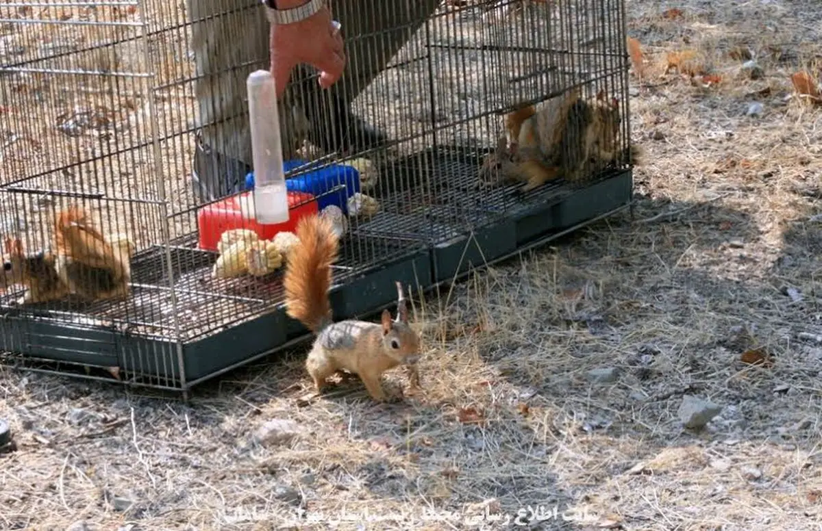 ۹ عدد سنجاب در بازار خلیج فارس تهران کشف و رها سازی شد