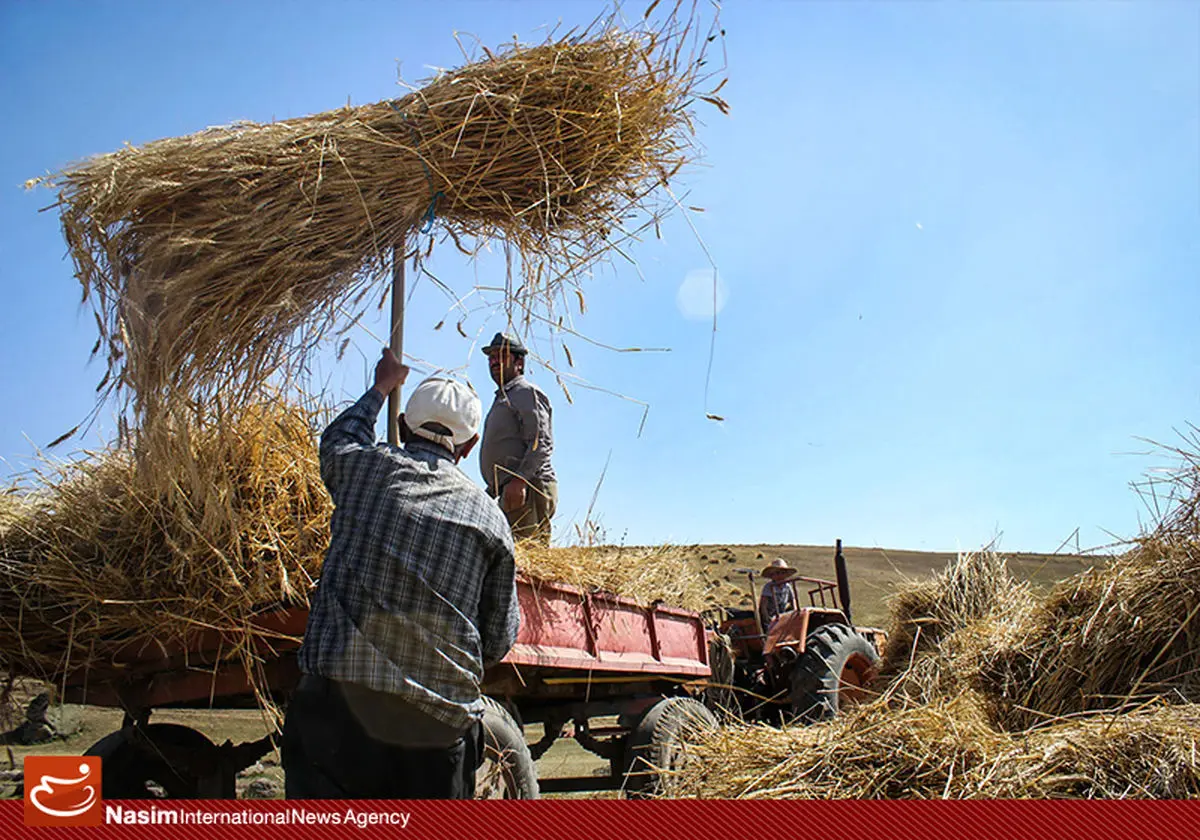 ملکی: کلیه مطالبات گندمکاران به حسابشان واریز شد