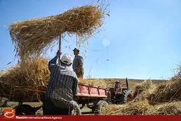 ملکی: کلیه مطالبات گندمکاران به حسابشان واریز شد