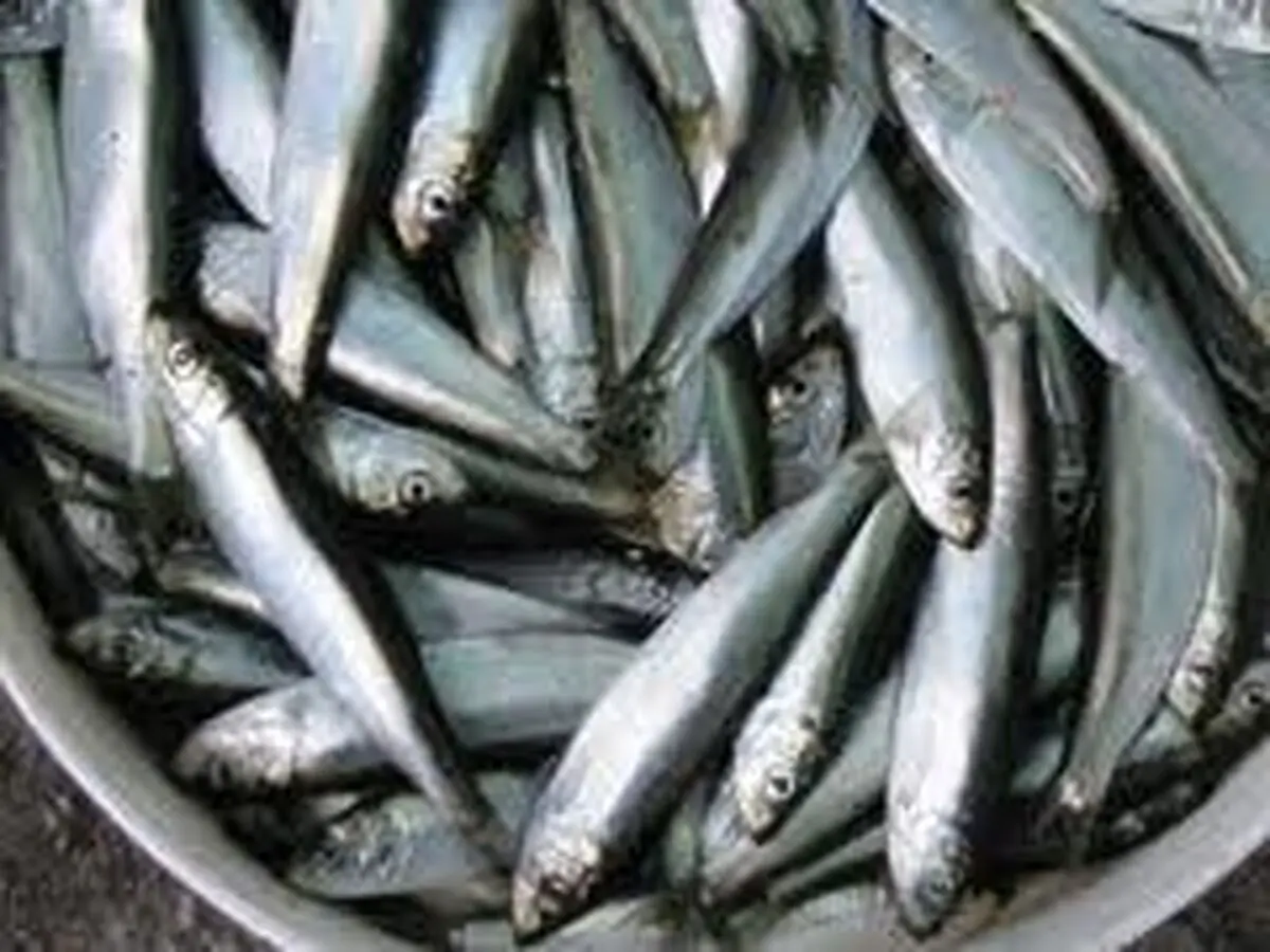 ۸۸ میلیارد ریال اعتبار برای کنترل و مبارزه با بیماری ویروسی در ماهیان سردآبی اختصاص یافت