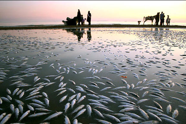 مدیرکل شیلات سیستان و بلوچستان: هزاران قطعه ماهی ریز 