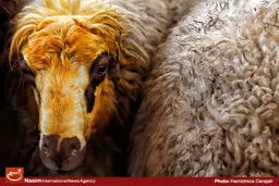 رئیس سازمان امور عشایر: ۴۰ درصد دام عشایر تا پایان سال بیمه می‌‌شوند