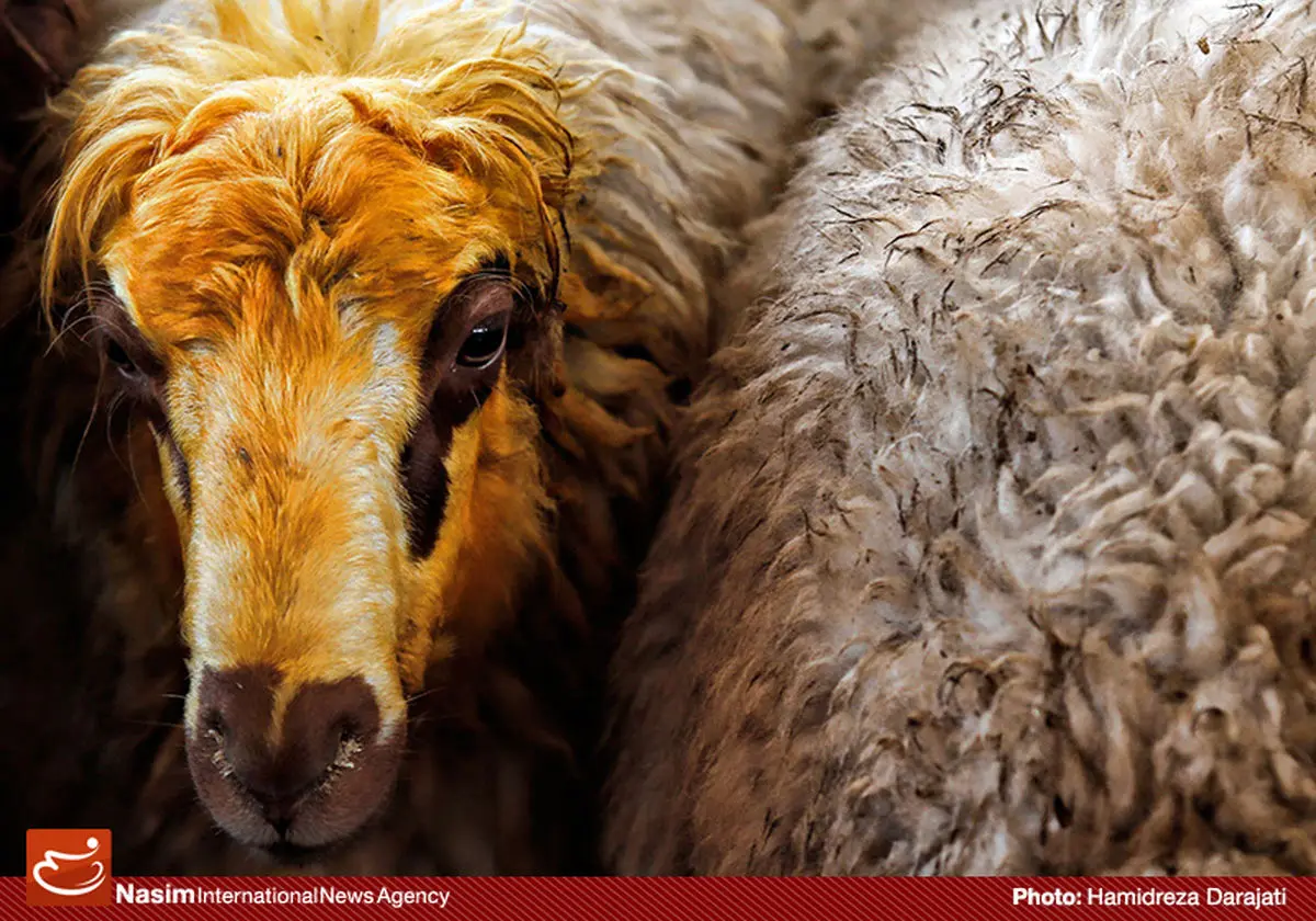 رئیس سازمان امور عشایر: ۴۰ درصد دام عشایر تا پایان سال بیمه می‌‌شوند