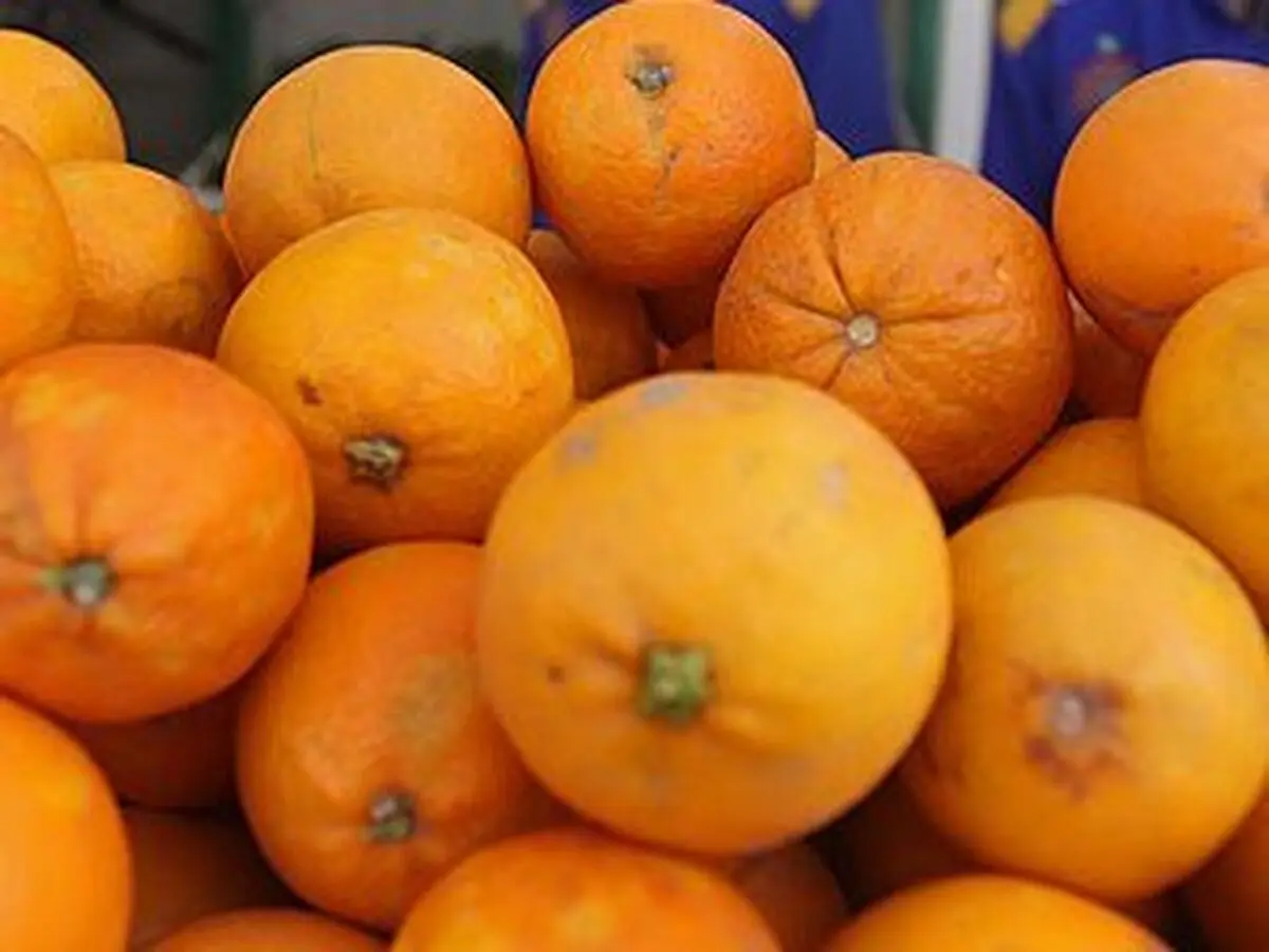 رئیس اتحادیه باغداران: مشکلی در تأمین مرکبات موردنیاز از جمله پرتقال برای سال جاری نداریم
