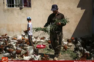 نوراله‌زاده: عدم دسترسی کارآفرینان خرد به منابع مالی موجب کاهش رشد اقتصادی است