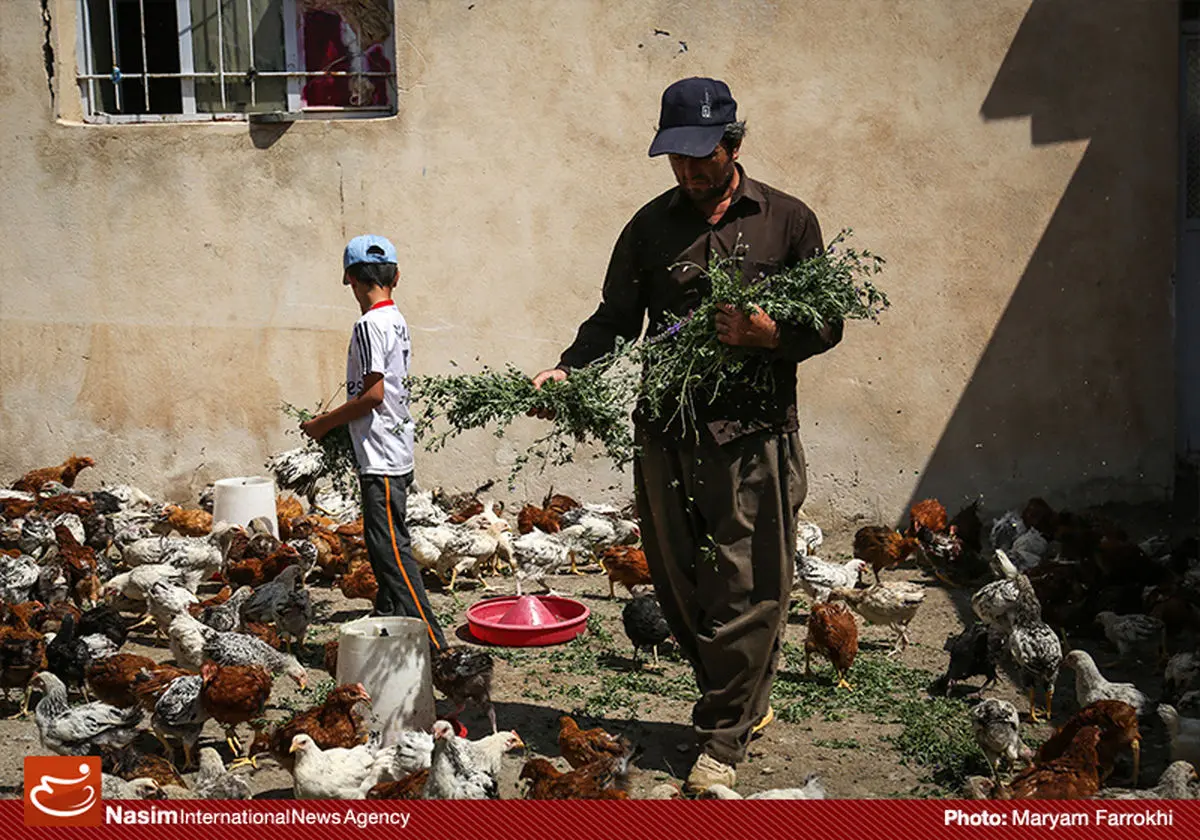 نوراله‌زاده: عدم دسترسی کارآفرینان خرد به منابع مالی موجب کاهش رشد اقتصادی است