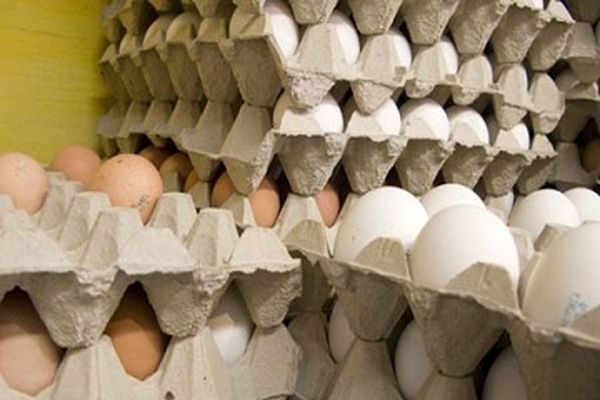 رئیس اتحادیه مرغداران میهن: واحدهای تولیدکننده تخم مرغ در آستانه ورشکستگی قرار دارند