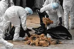 مدیرکل دامپزشکی کرمانشاه: خطر ورود آنفولانزای فوق‌حاد پرندگان به کشور وجود دارد