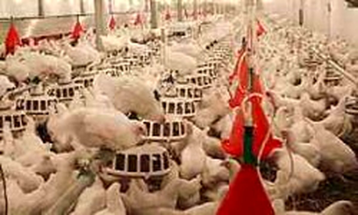 دبیر انجمن جوجه یک‌روزه: صنعت مرغ به سمت ورشسکته شدن می‌رود