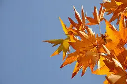 دما هوای اردبیل در تاسوعا و عاشورای حسینی کاهش پیدا می‌کند