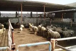 معاون جهاد کشاورزی کرمانشاه: ۶۵ هزار راس دام از استان صادر شده است
