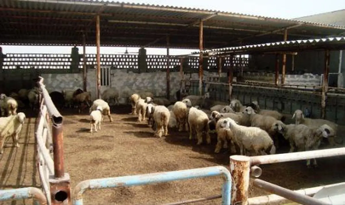 معاون جهاد کشاورزی کرمانشاه: ۶۵ هزار راس دام از استان صادر شده است