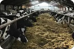 قیمت نهاده‌های دامی کاهش یافت