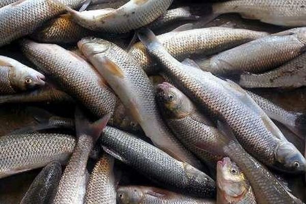 معاون سازمان شیلات: آبزی‌پروری با پروژه پرورش ماهی در قفس‌ دریایی آغاز می‌شود