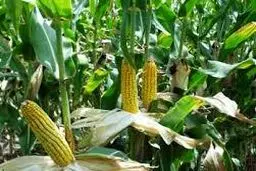 مدیرکل دفتر غلات وزارت جهاد: کرمانشاه رتبه اول سطح زیر کشت ذرت را دارد