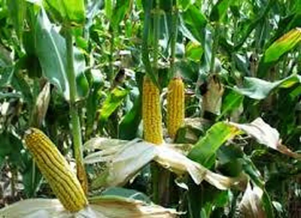 مدیرکل دفتر غلات وزارت جهاد: کرمانشاه رتبه اول سطح زیر کشت ذرت را دارد