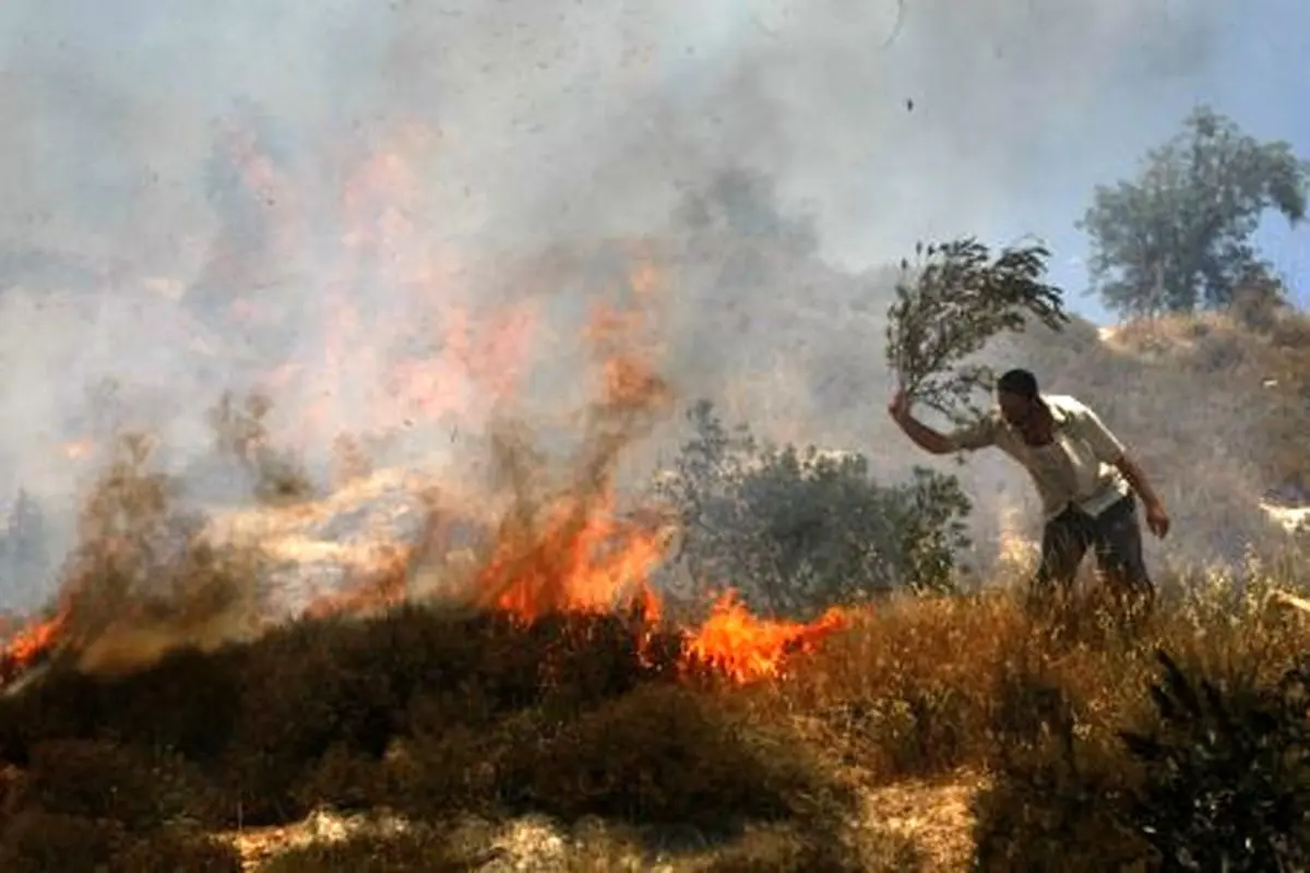 شهرک‌نشینان درختان زیتون فلسطینیان را آتش می‌زنند