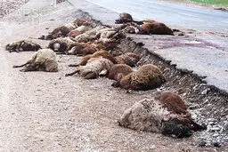 ۷۰ رأس گوسفند بر اثر تصادف رانندگی در مشگین‌شهر تلف شدند