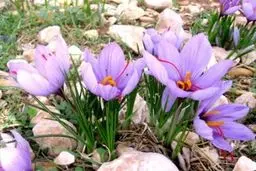 مدیر باغبانی جهاد کشاورزی کرمانشاه: در ۵۴ هکتار از اراضی استان زعفران کشت شده است