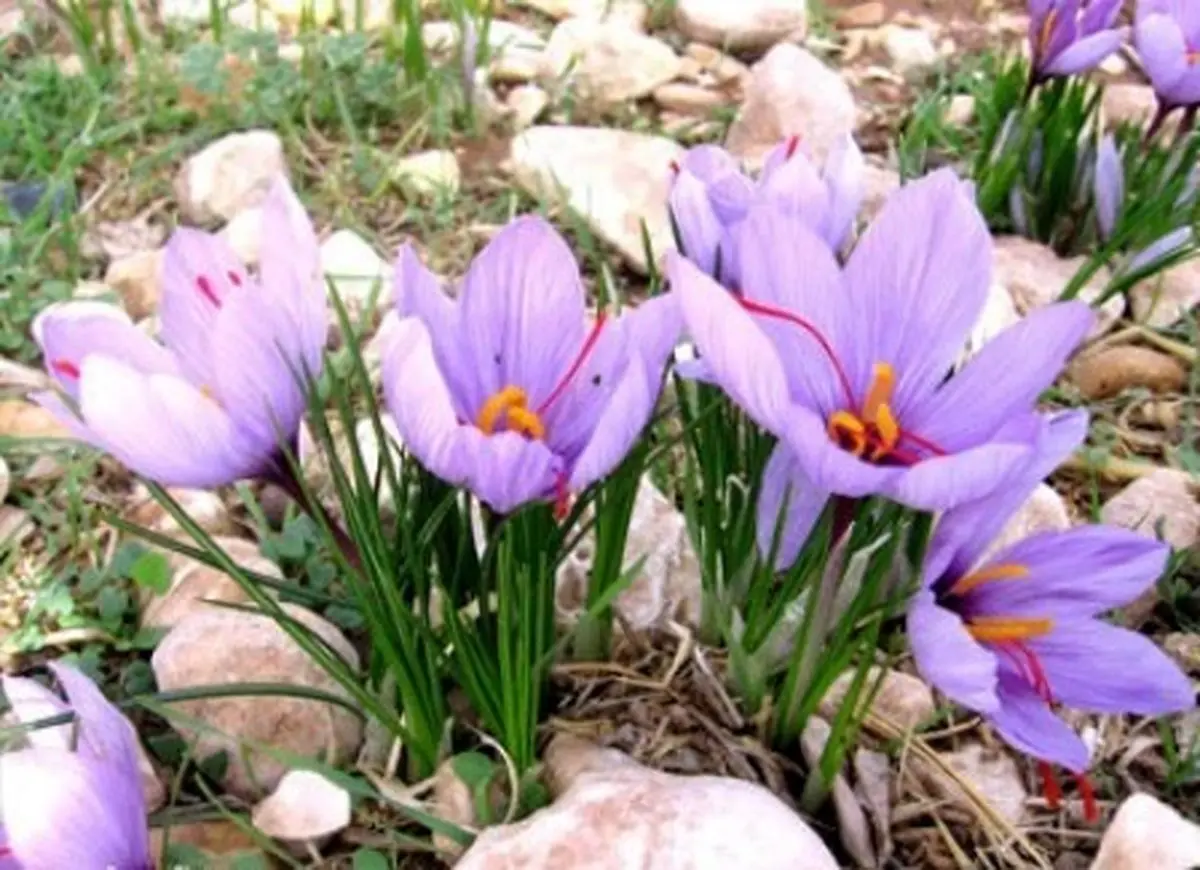 مدیر باغبانی جهاد کشاورزی کرمانشاه: در ۵۴ هکتار از اراضی استان زعفران کشت شده است