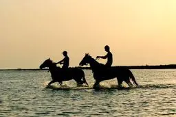 زندگی پُرفراز و نشیب مربی اسب ترکمن در سینماحقیقت روایت می‌شود