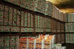 مدیرعامل اتحادیه باغداران: تولید مرکبات صادراتی تحت نظارت روسیه انجام می‌شود