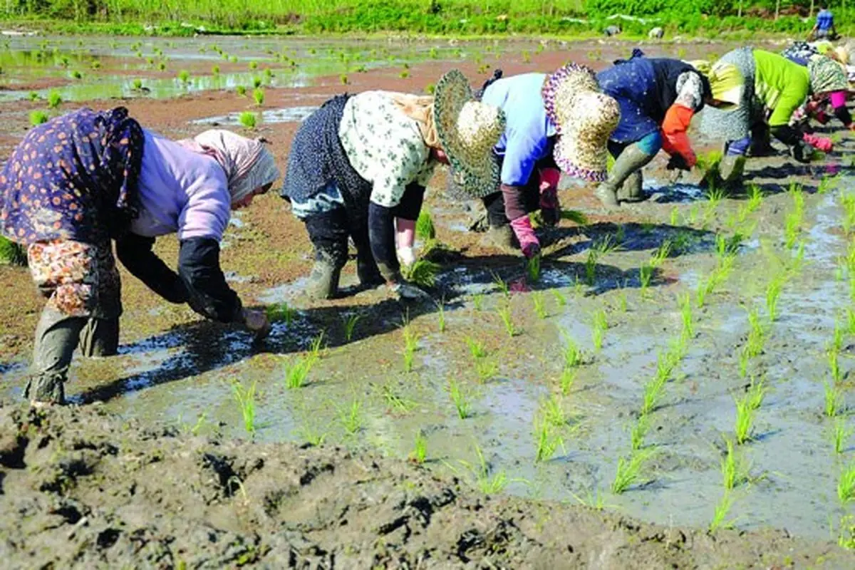 معاون فرماندار قصرقند: ۱۴۰۰ هکتار از اراضی شهرستان به کاشت برنج اختصاص دارد