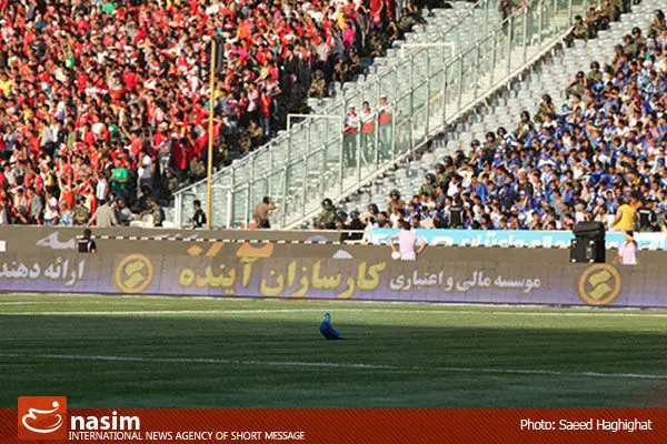یک فوق تخصص قلب و عروق: برگزاری دربی استقلال و پرسپولیس در شرایط هوای ناسالم صحیح نیست