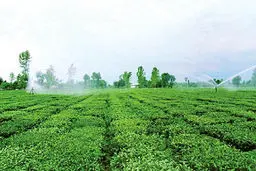 اسناد رسمی اراضی کشاورزی وثیقه بانکی شد