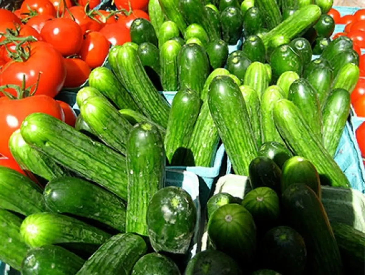 "سالیانه ۵۰۰ نوع محصول سبزی و صیفی‌جات از سه واحد گلخانه در فیروزآباد تولید می‌شود"