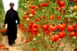 رتبه ایران در تولید و صادرات پنج محصول کشاورزی تنزل کرد