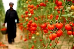 رتبه ایران در تولید و صادرات پنج محصول کشاورزی تنزل کرد