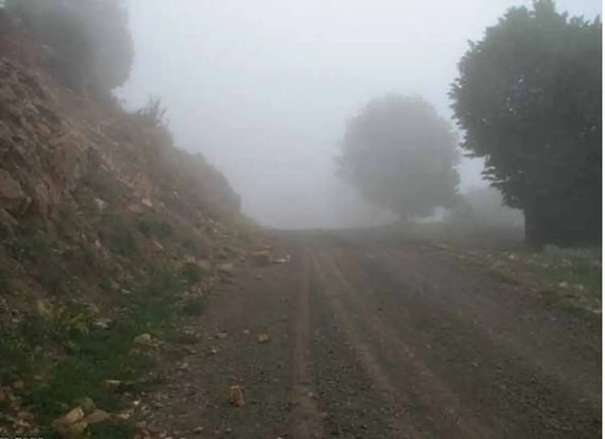 تنها هشت کیلومتر تا نابودی جنگل ابر