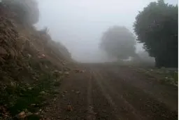 تنها هشت کیلومتر تا نابودی جنگل ابر