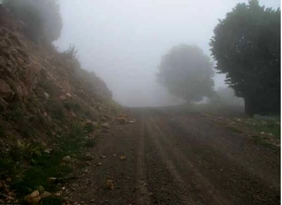 تنها هشت کیلومتر تا نابودی جنگل ابر