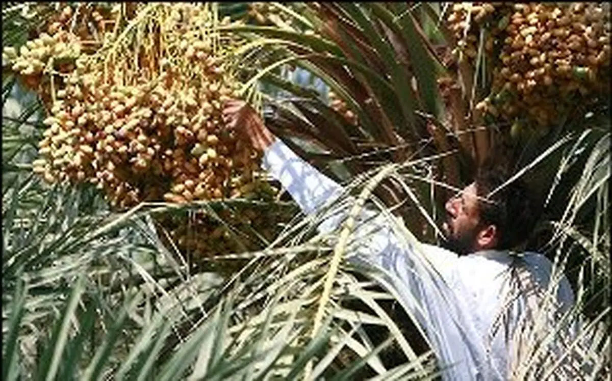 مدیر جهاد کشاورزی دلگان: برداشت دیررس‌ترین خرمای سیستان و بلوچستان آغاز شد