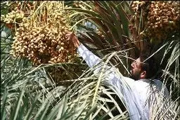مدیر جهاد کشاورزی دلگان: برداشت دیررس‌ترین خرمای سیستان و بلوچستان آغاز شد