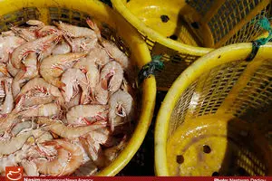 نماینده تجاری روسیه: از ایران مرغ، ماهی و میگو وارد می‌کنیم