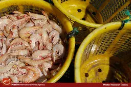 نماینده تجاری روسیه: از ایران مرغ، ماهی و میگو وارد می‌کنیم