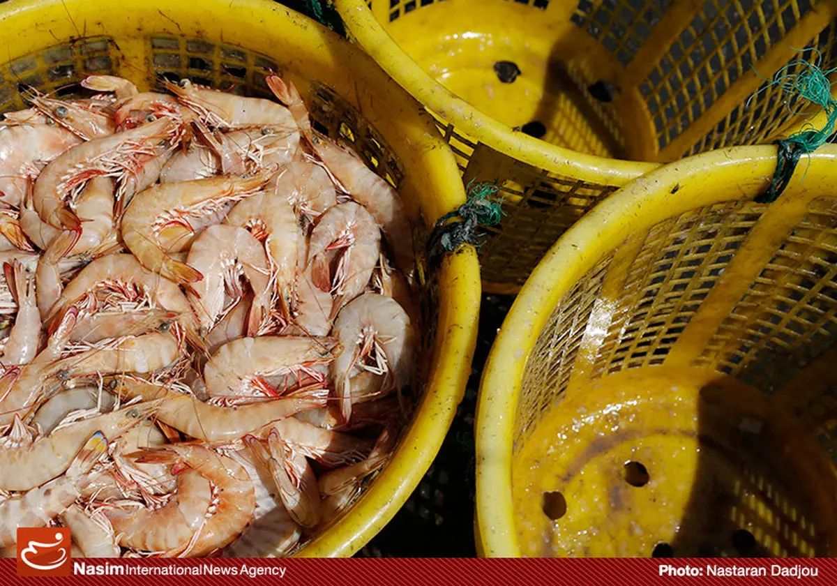 نماینده تجاری روسیه: از ایران مرغ، ماهی و میگو وارد می‌کنیم