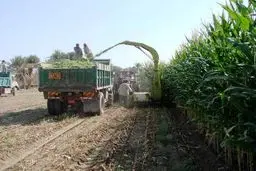 رئیس اداره عشایری ایرانشهر: مشکلات علوفه و سوخت عشایر شهرستان باید سریعتر بر‌طرف شود