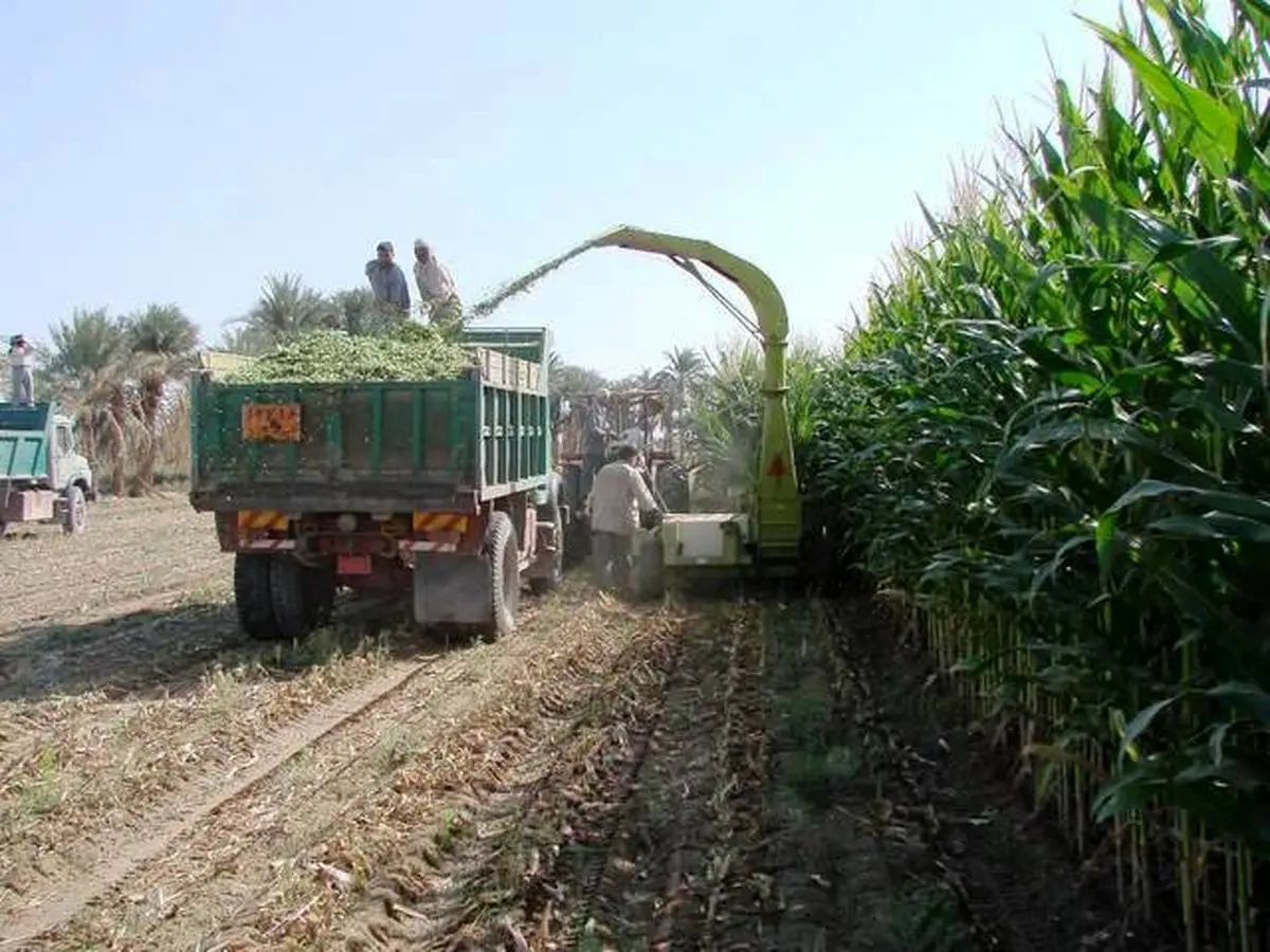 رئیس اداره عشایری ایرانشهر: مشکلات علوفه و سوخت عشایر شهرستان باید سریعتر بر‌طرف شود