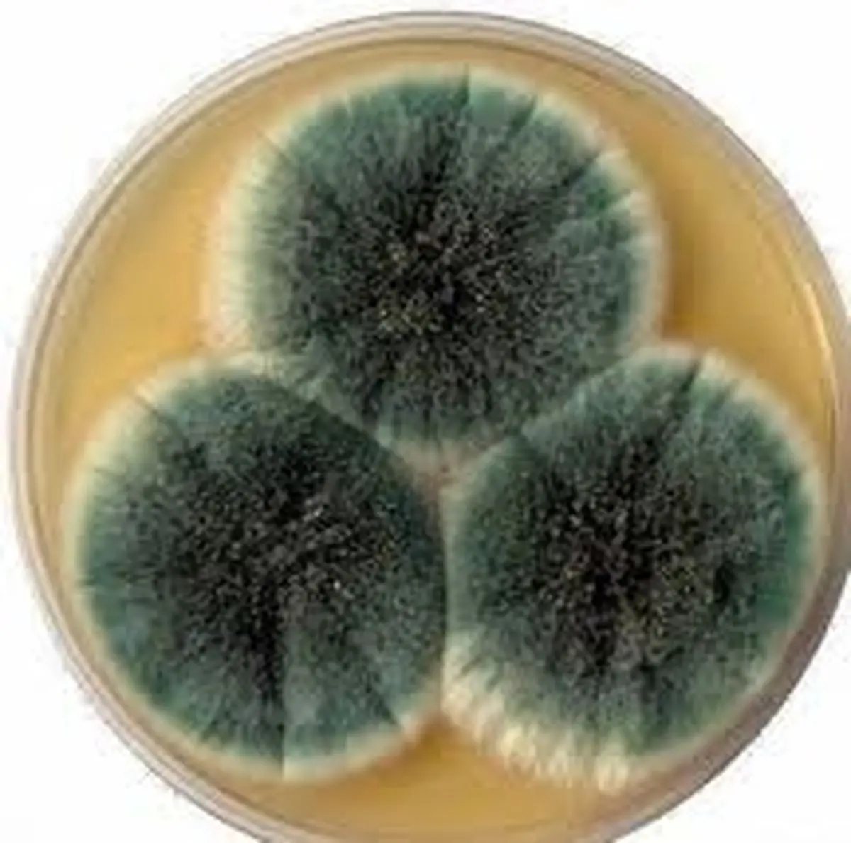 مهلت ارسال مقاله به همایش بین‌المللی "قارچ‌شناسی پزشکی ایران" تا ۳۰ بهمن اعلام ‌شد