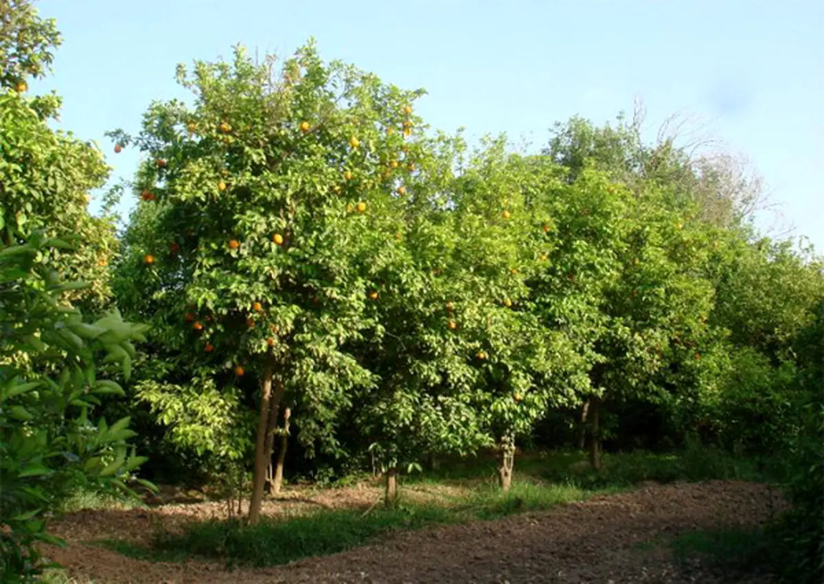 هشت هزار هکتار از باغات شهرستان جهرم به کشت تلفیقی اختصاص دارد