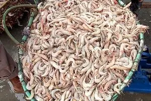 میگو و قزل آلای ایران به روسیه صادر می‌شود