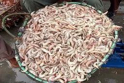 میگو و قزل آلای ایران به روسیه صادر می‌شود