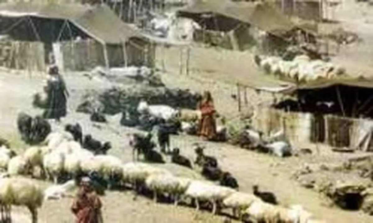 "خرید تضمینی دام عشایر استان فارس همانند خرید تضمینی گندم در بودجه دیده شود"